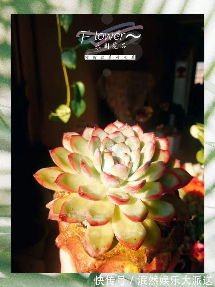 蚧壳虫|为肉痴狂!多肉植物也会用最美的容颜报答我们的勤劳付出!