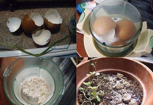 鸡蛋壳,橘子皮都不如“几粒它”!养花埋土里,不施肥都旺盛!