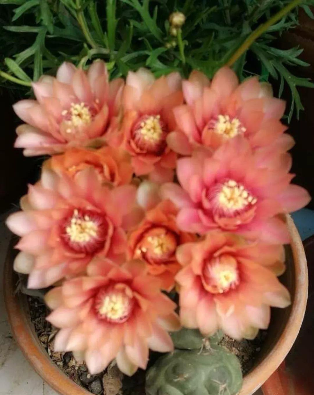 家里养盆它,挂窗边垂下2米绿窗帘,一开花更美!