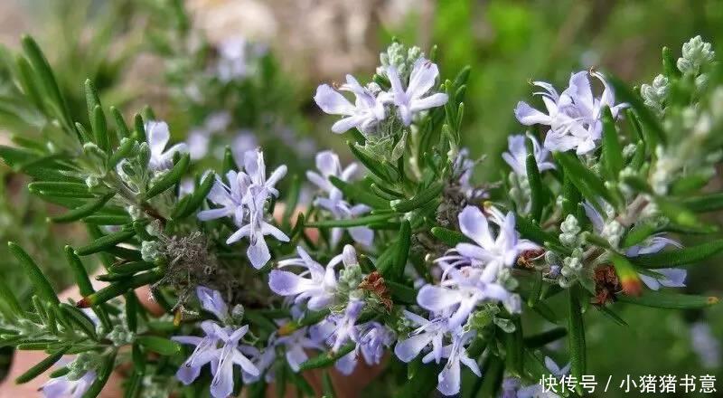 喜欢叶子有香味的花?5种芳香的绿植,比绿萝更好养更耐看