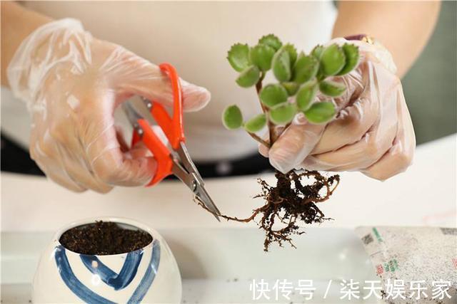 网购|网购多肉,记住“3大步”,增加安全系数,做合格“肉奴”