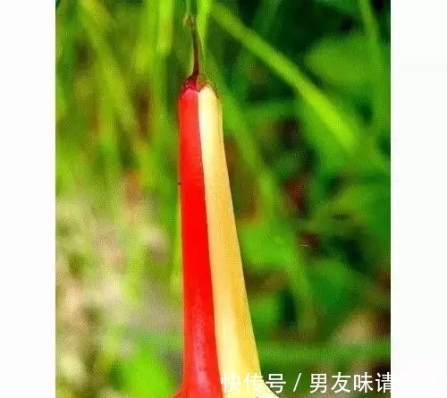 奇花、奇花、奇花、罕见奇花,赶快打开欣赏吧