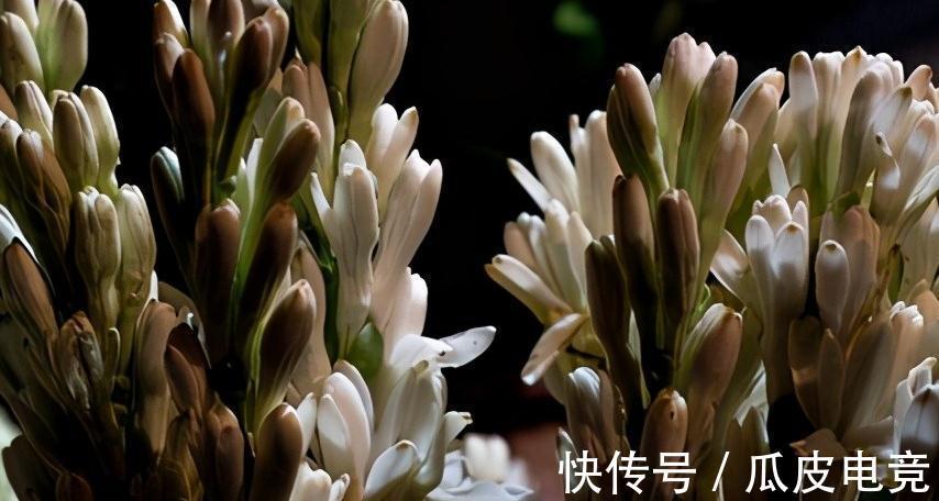 香玉|做到这6点,晚香玉浓香扑鼻