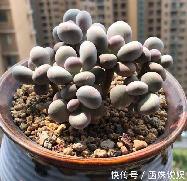 9月养多肉，做好“这1步”，告别叶片干瘪，7天恢复饱满肥嘟嘟