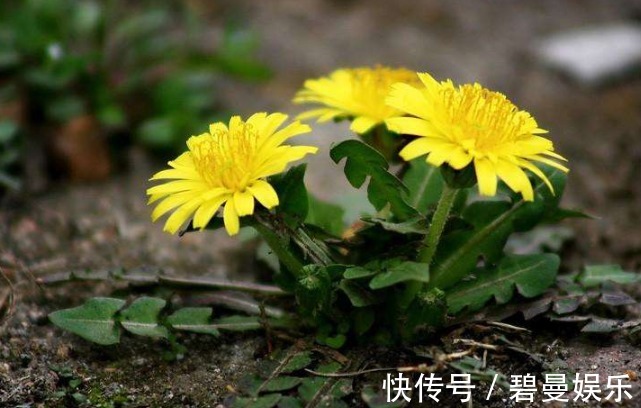 药用价值|农村这3种天然的“止咳药”,曾被践踏不被珍惜,如今有钱都难买