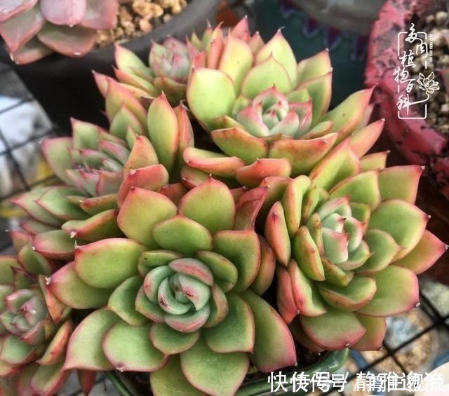 静夜|养多肉三年多，初见惊鸿！累并快乐着！养多肉三年多，初见惊鸿！累并快乐着！