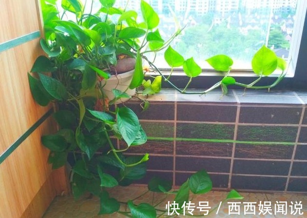 俗语“一棵绿萝七个鬼”，是什么意思家里卧室能不能养绿萝