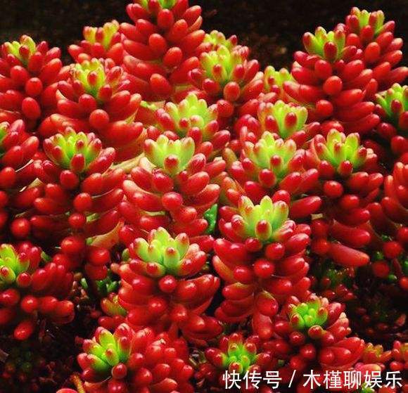 玉米石|一花一世界,一叶一菩提——奇花异草玉米石,玉米石长白山天池