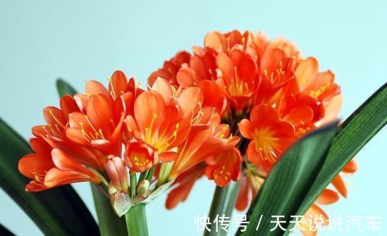 君子兰换盆做好5点,服盆快不烂根