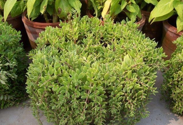 这3种花要多浇水,水多了就爆盆到处生长,夏天养正合适