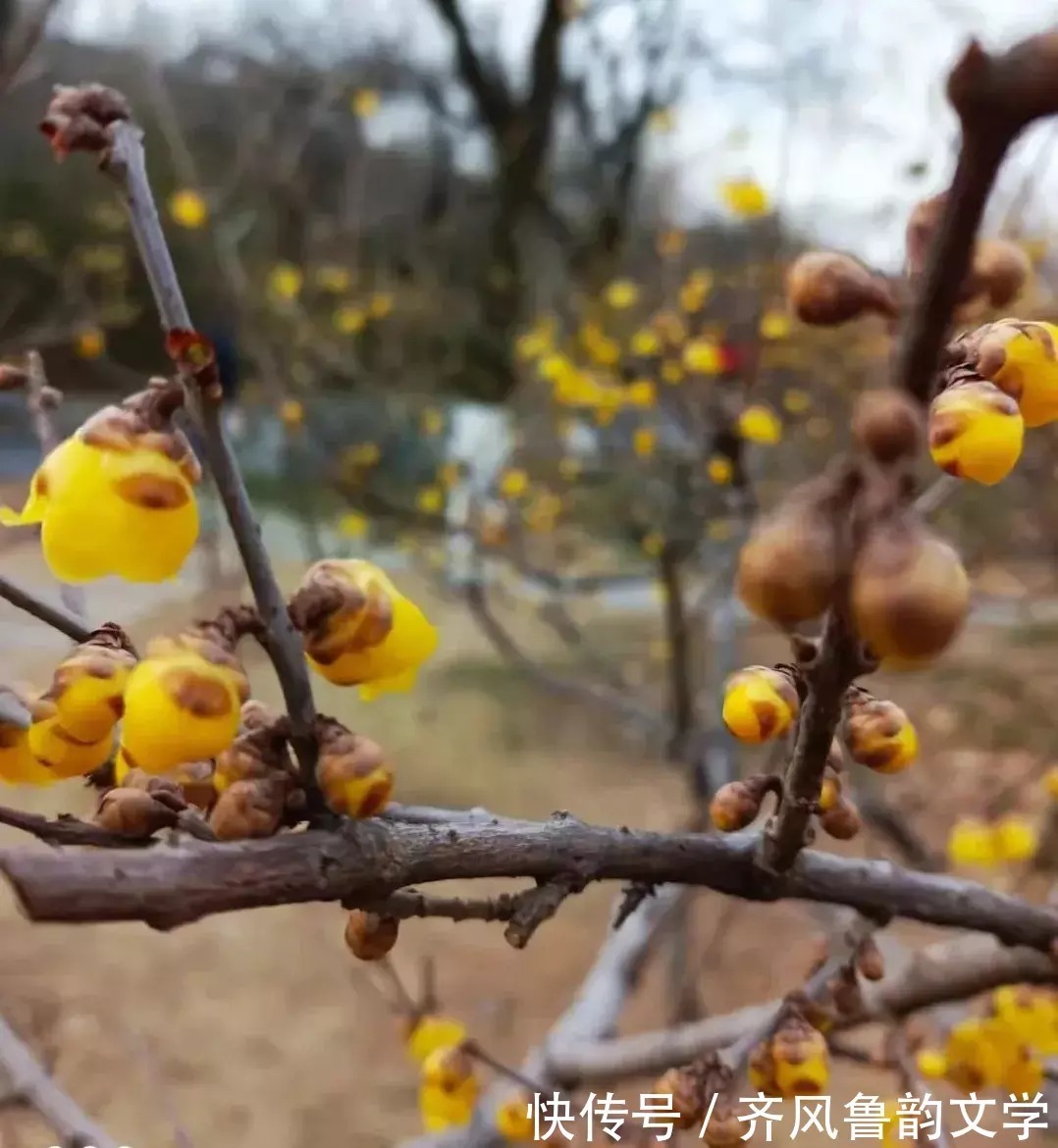 散文!卜算子.梅园惊鸿/张荣才原创诗词