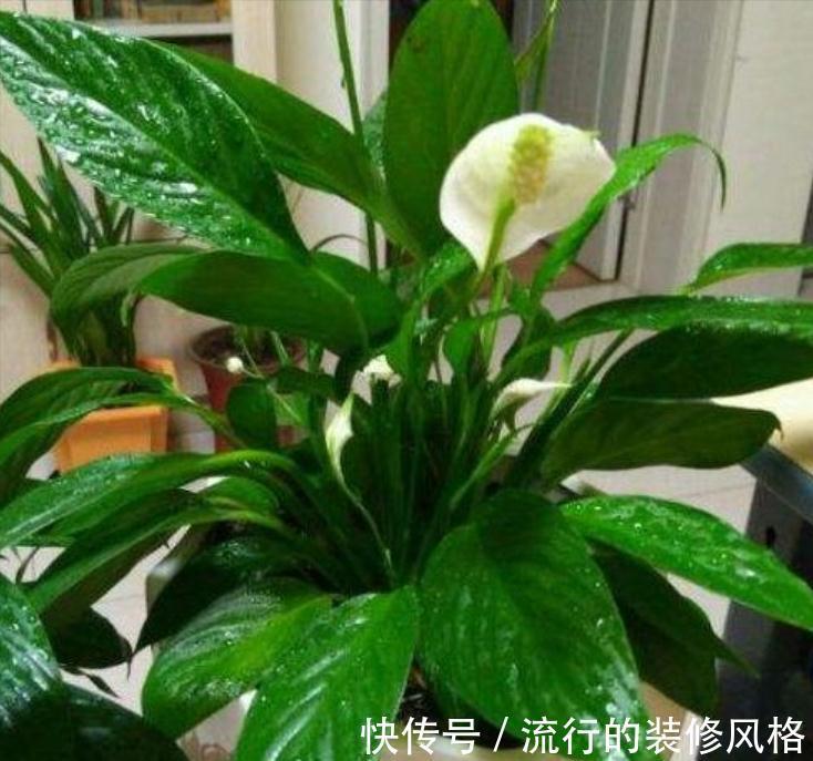 养这“10种花”，经常喷喷水，越长越旺“越精神”
