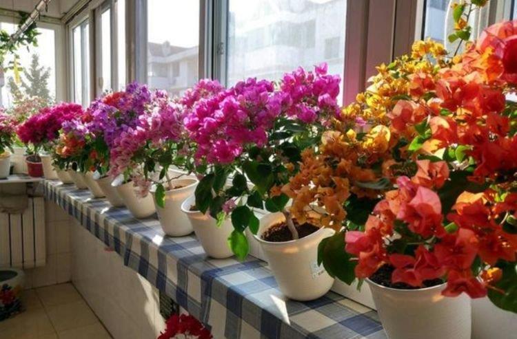 4种漂亮花,好打理易爆盆,阳台变花海,越养越喜欢