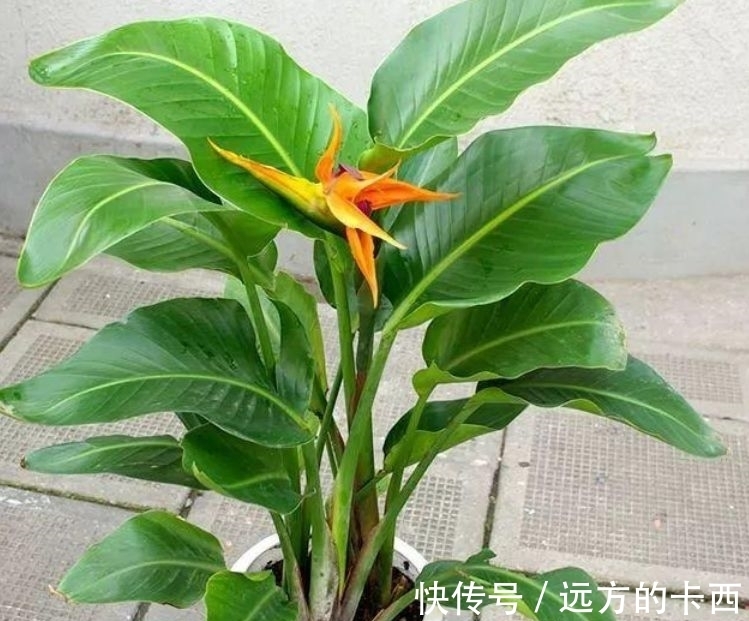 玉麒麟|4种花漂亮又好养,比牡丹好看,养上一盆四季欣赏,好养活还不贵