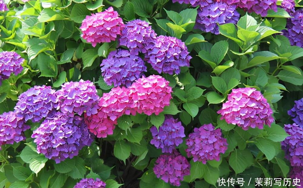 阳台养什么花好,喜欢阳光充足的花,给你推荐这3种