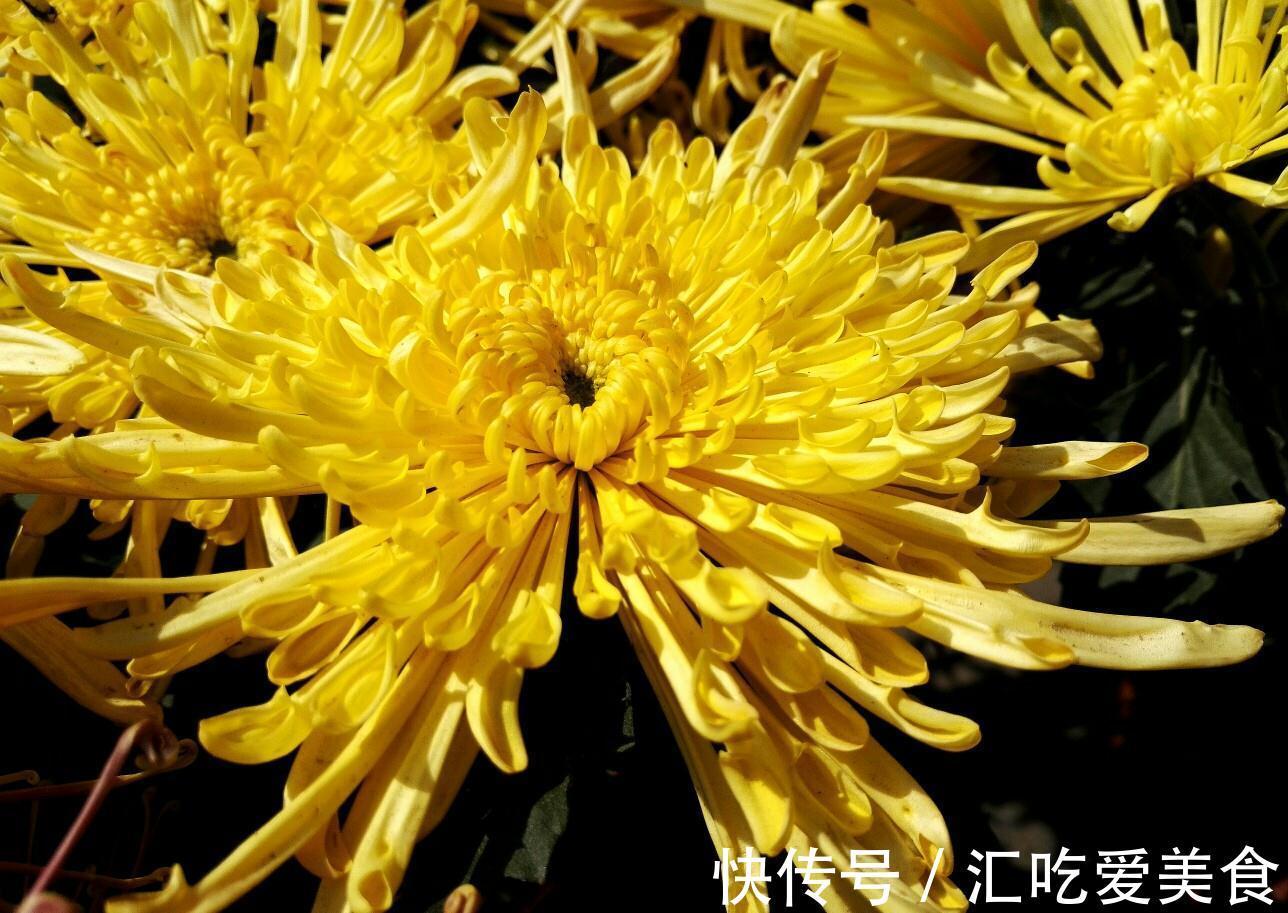 养花试试这几款,金黄色的花朵连续几公里,非常漂亮