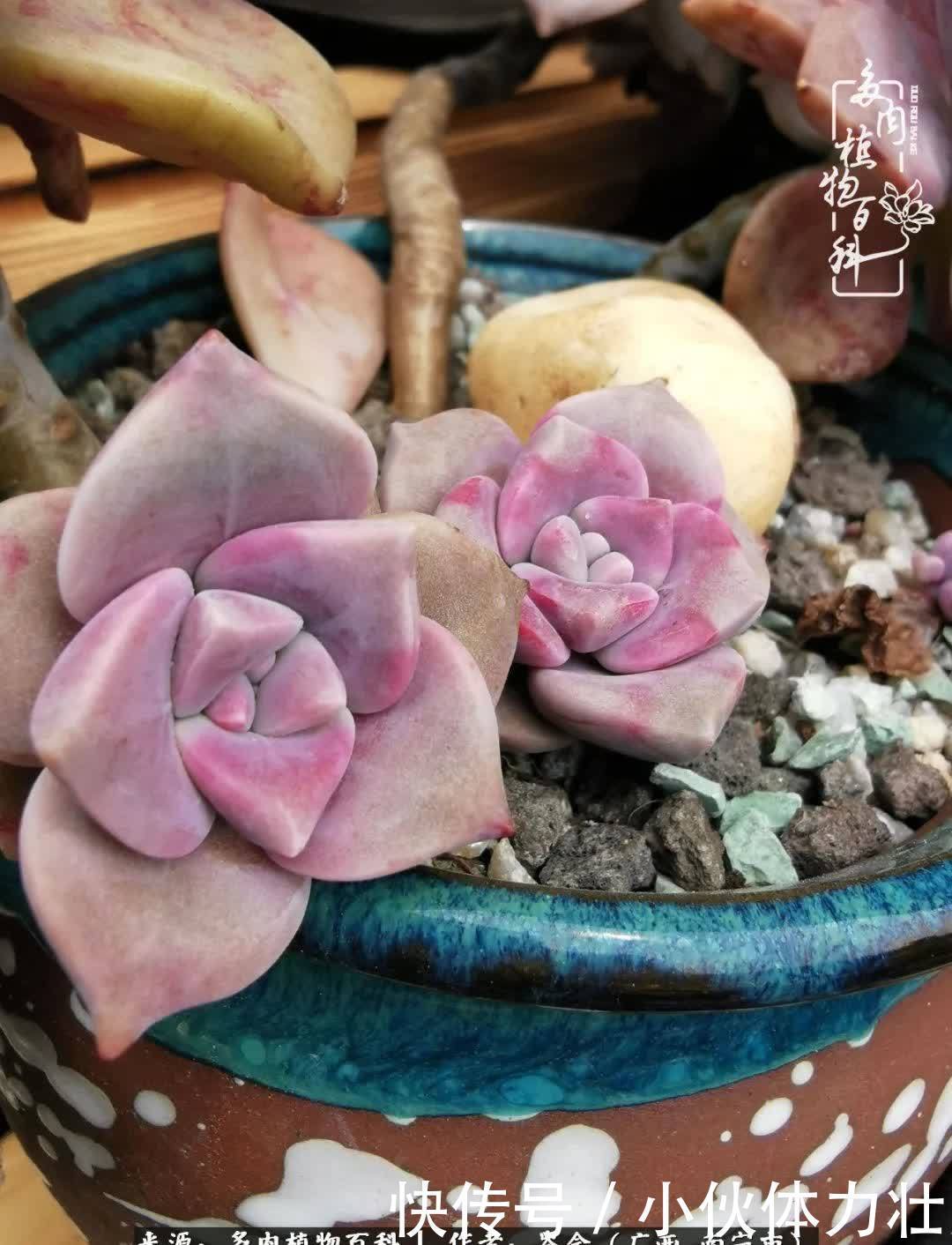 锦晃星|时光不再,人心在,多肉在!