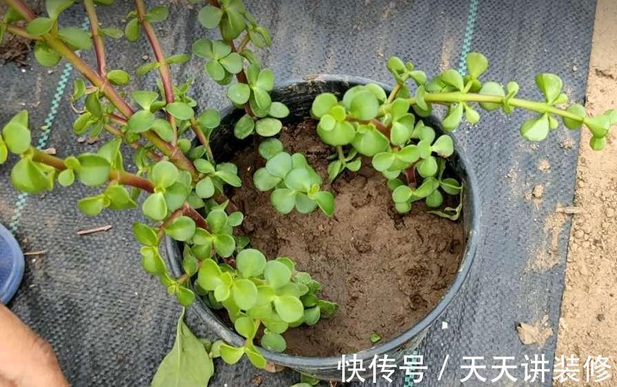 5种“漂亮花”，趁着秋天快扦插，7天就生根，年底就赏花