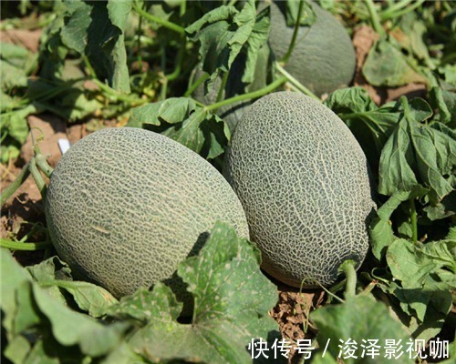 喜欢吃哈密瓜却不会购买教你3个挑选哈密瓜的小妙招,鲜甜多汁