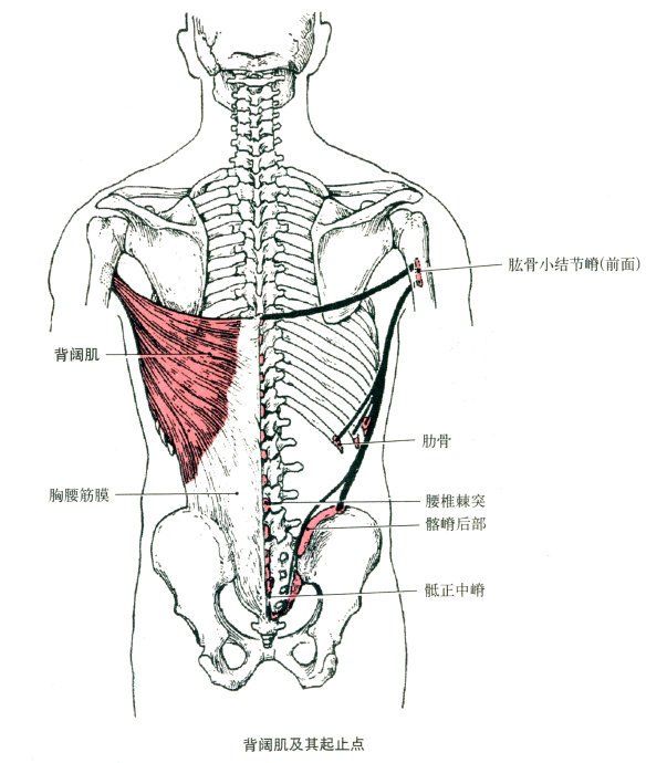 胸部肌肉解剖图