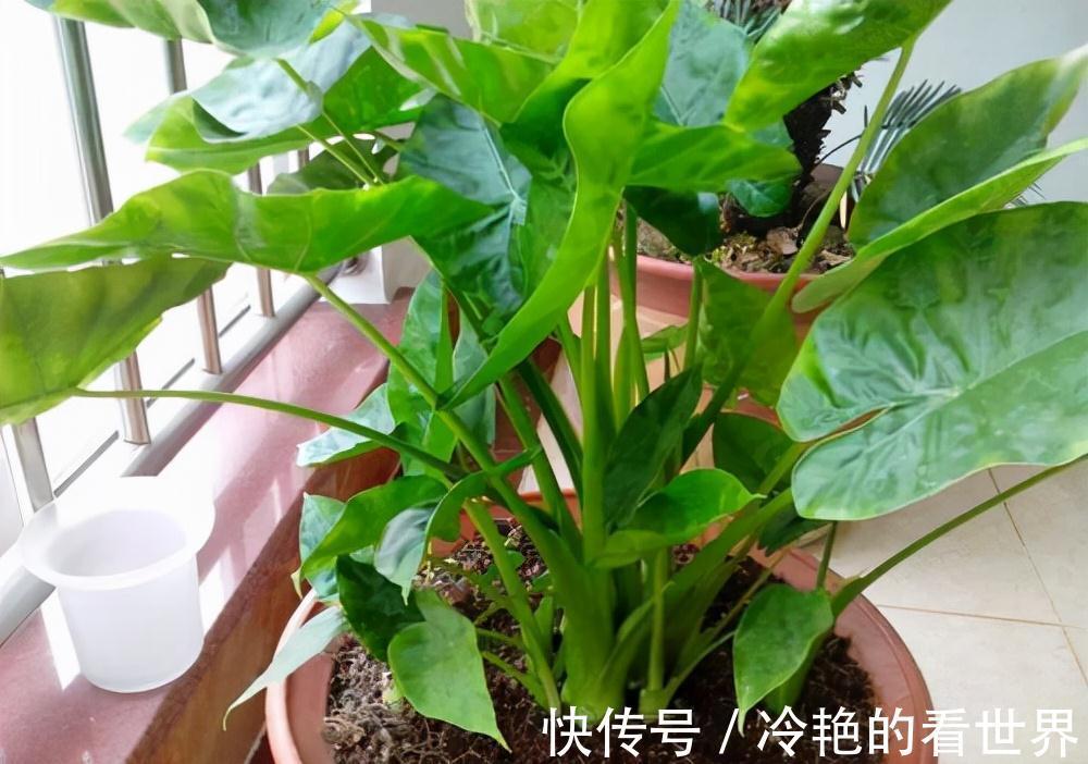 毒花|越美的花越有毒，生活诚不欺我！快来认识七种大毒花，避免受伤害