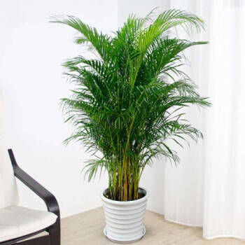 客厅|3种大盆栽,在客厅养一盆,美观大方,还能吸甲醛