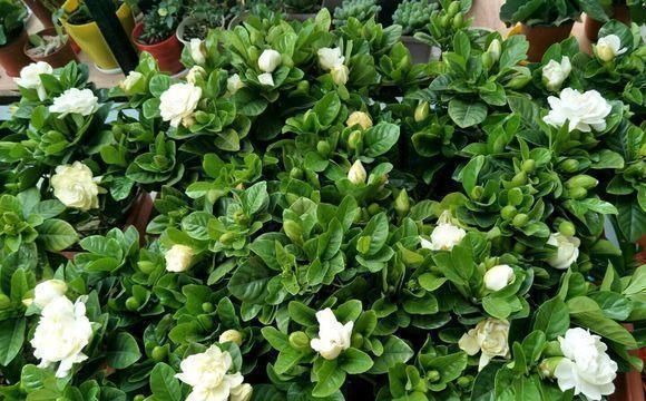 君子兰|养了9年花草,才知道家家都有的“2种”废物,正确使用,养啥旺啥