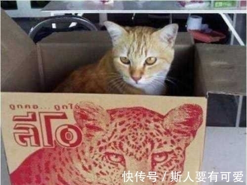 |搞笑奇葩图片：老公刚刚给家里的猫剃了毛，看到之后我差点笑哭了