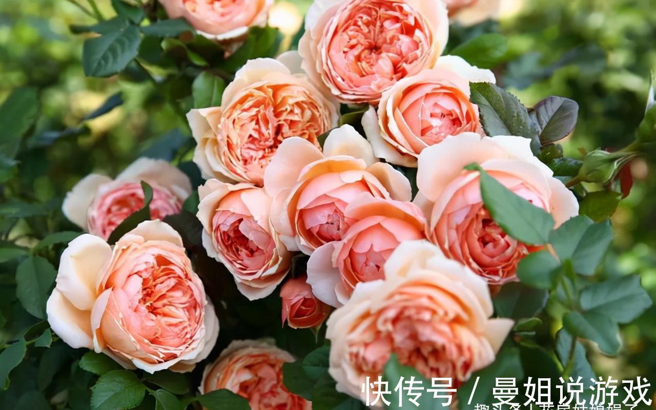 值得入手的11种月季，漂亮又好养，四季开花不断，阳台秒变花园