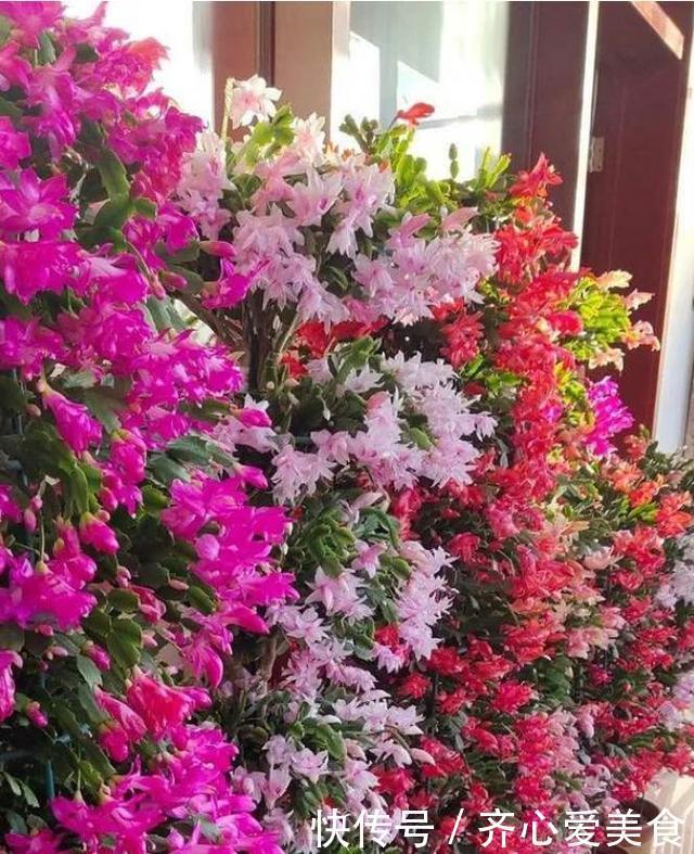 30年的仙人掌长成“仙人树”,霸气侧漏,多少钱也不卖