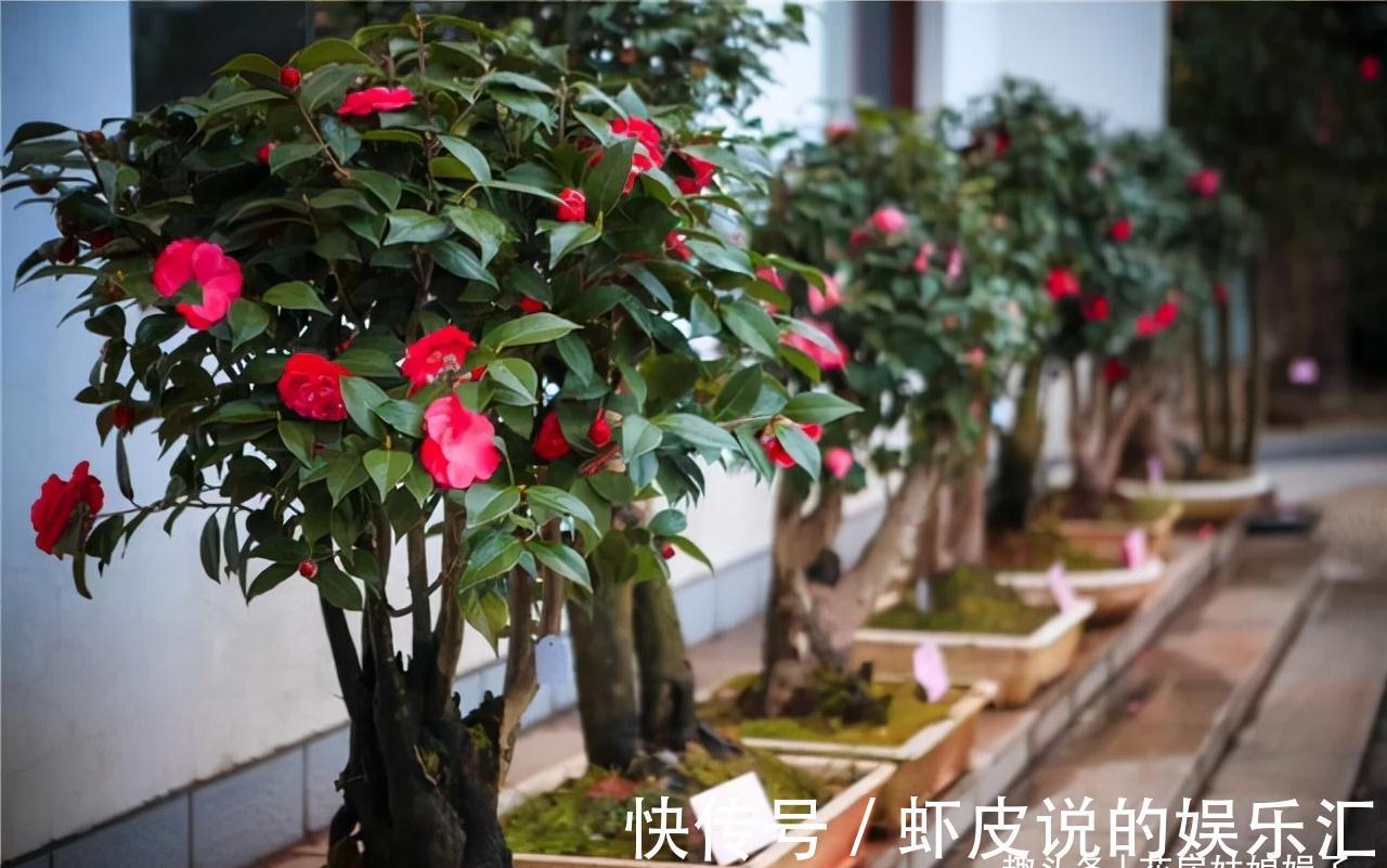 14种冬天开花的花卉,好养不娇气,为冬天添一抹色彩