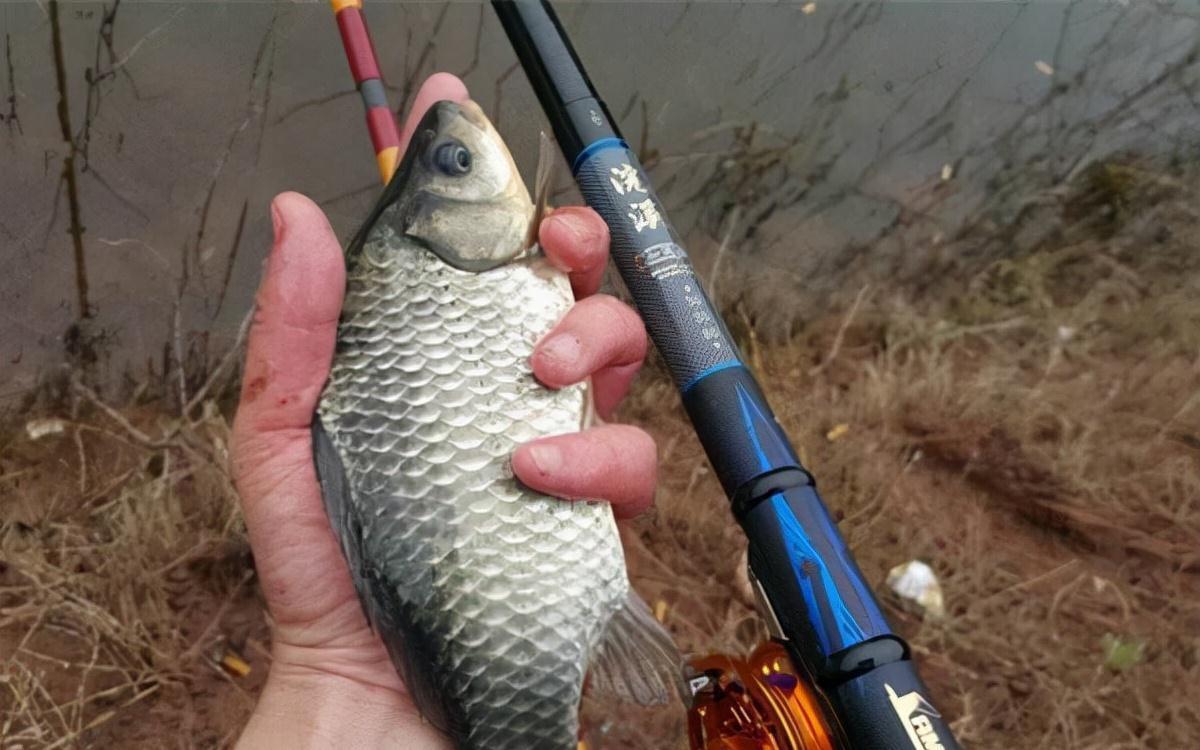 冬季钓鲫鱼,打窝的这四个细节做到位,连杆中鲫鱼,个头还不小