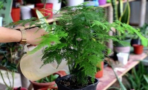 最厉害的养花营养液：给花喝一勺，新叶嗖嗖长，花苞蹭蹭长！