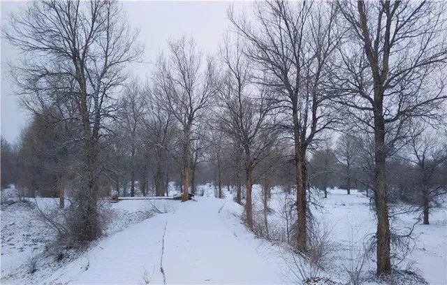 金塔|惊艳！冬日里的金塔胡杨林，美到尖叫的冰雪奇缘~