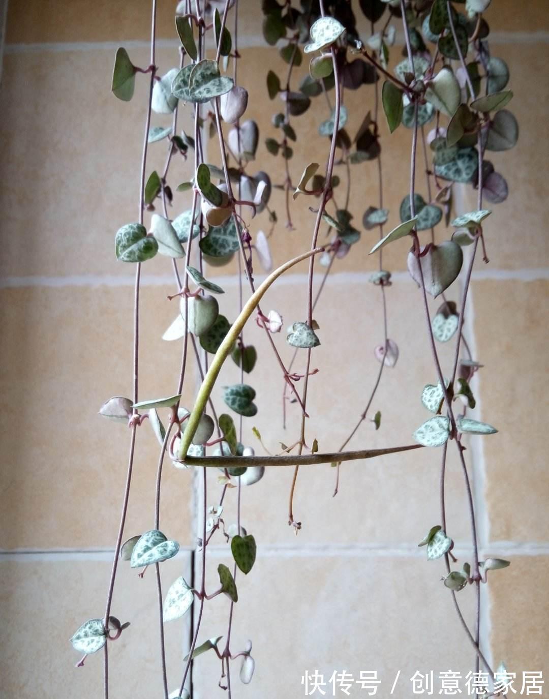 枝条|很耐阴的多肉,爱之蔓在秋天养,到底晒好还是不晒好