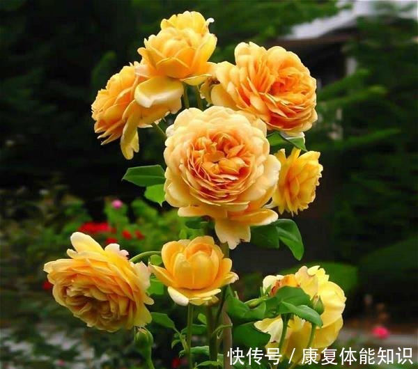 此花一年开花300天,花朵会散发酒香味,院里养2棵3年爬满墙!