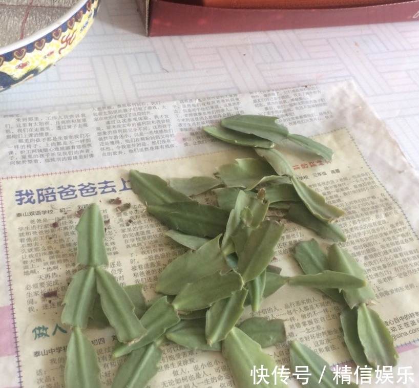 生根|邻居扦插蟹爪兰，准备1块“泡沫板”，促进生根，养2周冒白根