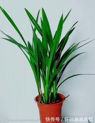 盆栽兰花，养护重点放在这里，长势才会好