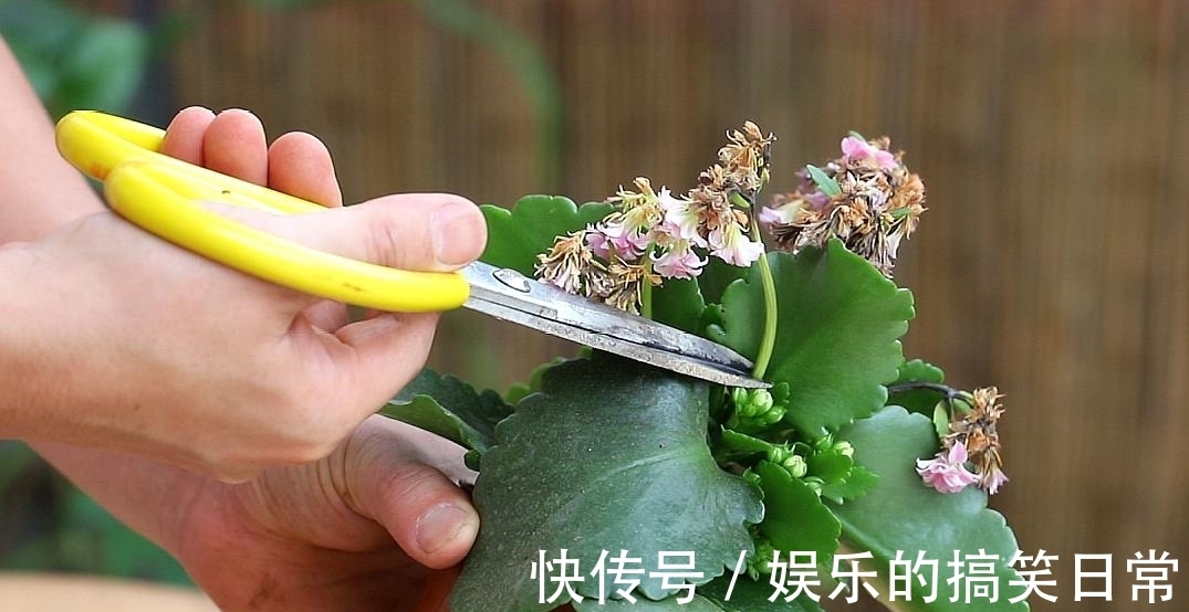 养花不选长寿花,如同不会养花,秋季做好几件事,花开鲜艳多姿