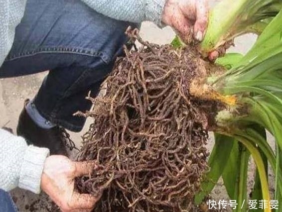 君子兰养了半年没变化,奶奶隔两天浇一勺“它”,开花爆盆