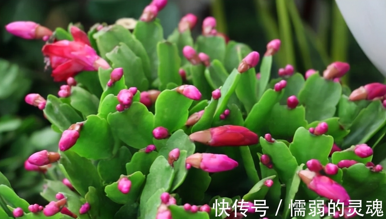 营养土|12月“扦插”3种花,明年春天就长花苞,超值