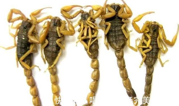 毒性|这副经典中药方为何治疗结节、肿瘤疗效好，因为由4种虫类药组成