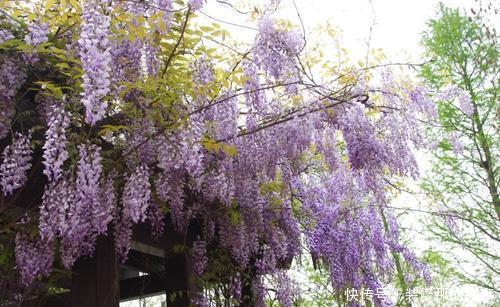 新手|5种花,现在扦插正当时,天越热生根越快,适合新手