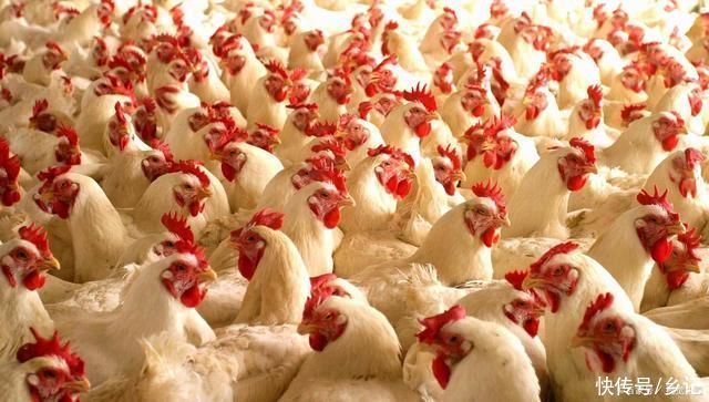 买鸡蛋的时候,怎样分辨出人造蛋都有哪些方法