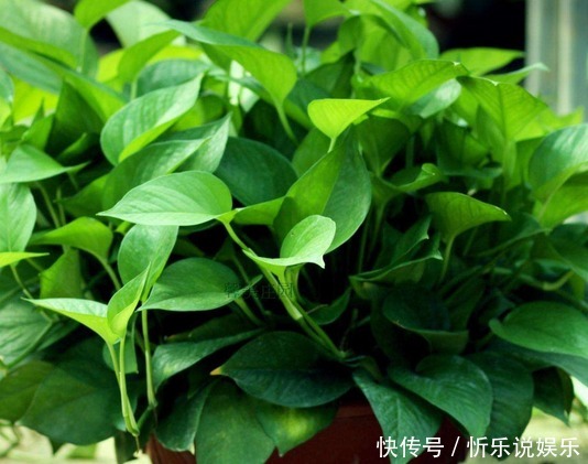 这些花真好养,光浇水就能爆盆,天天浇水,天天开爆盆