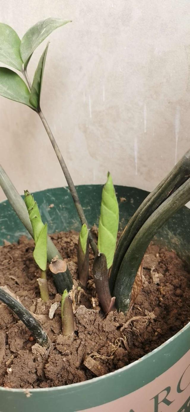 金钱树夏季养护四步曲,做好了,呼呼冒芽,生长旺