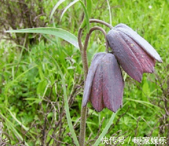 植物|农村遇见“它”,请保护好,野生的很珍贵,目前980元一斤