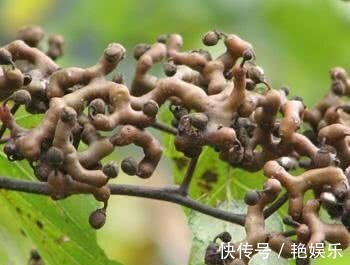 食物|想长寿全靠吃，3种食物离不开，补充营养、滋阴养肾，越吃越健康