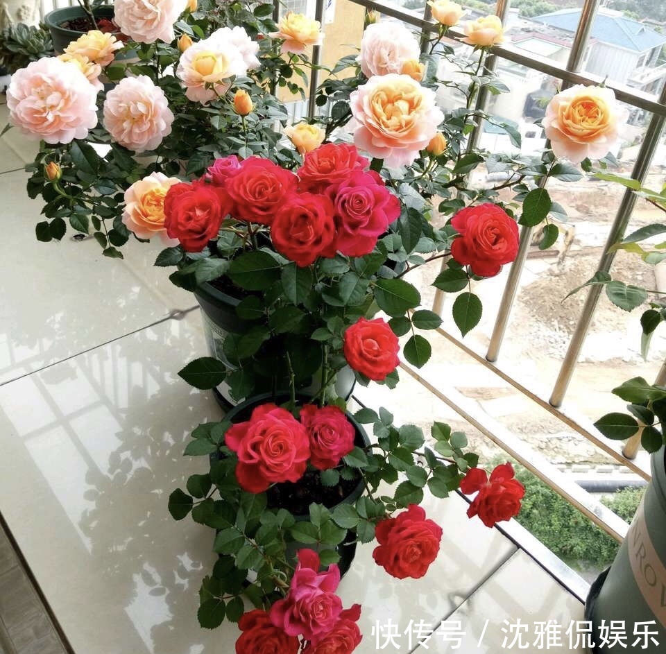 有机肥|月季花苞越来越小趁着天热“剪几刀”,再次开花又大又密