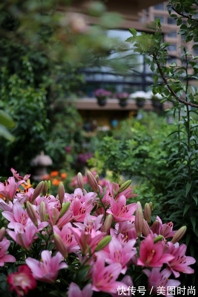 阳台上|为建花园,不顾反对买了一楼带院子,3年的亲手布置朋友都羡慕了